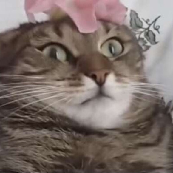 lauriafortney